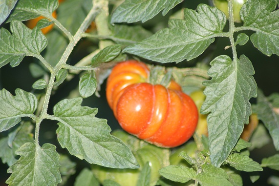 Hungarian Pink heart 2708.JPG