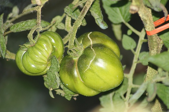 Brandywine black 2708.JPG