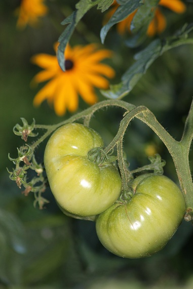 Chinoise rose 2708.JPG