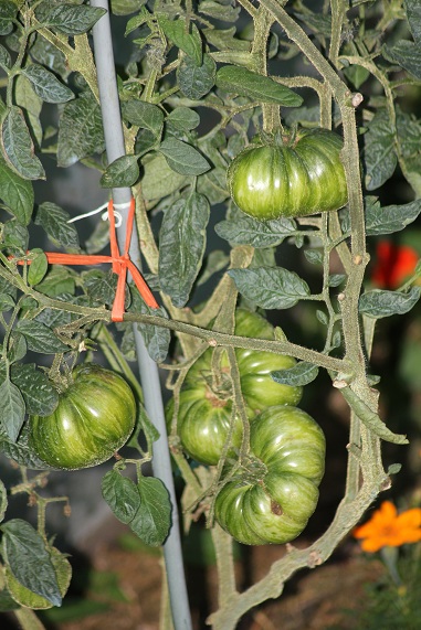 Chocolate stripes 2708.JPG