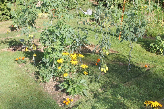 Triangle tomates 2708.JPG