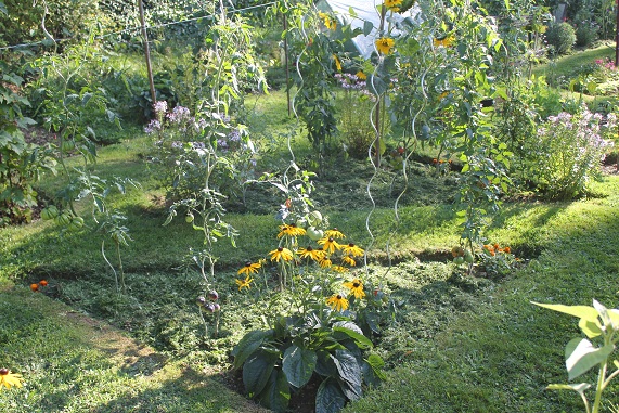 Triangle B tomates 2708.JPG