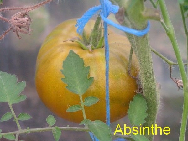 absinthe
