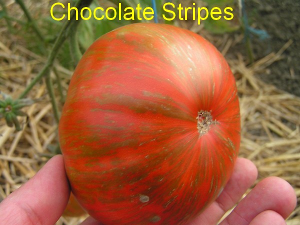 Chocolate Stripes