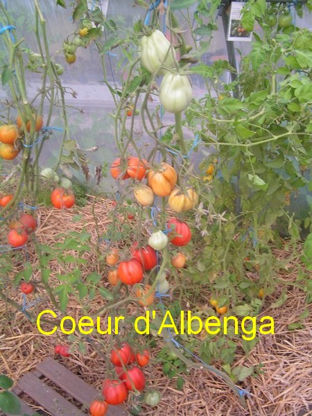 Coeur d'Albenga