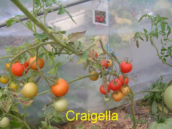 Craigella