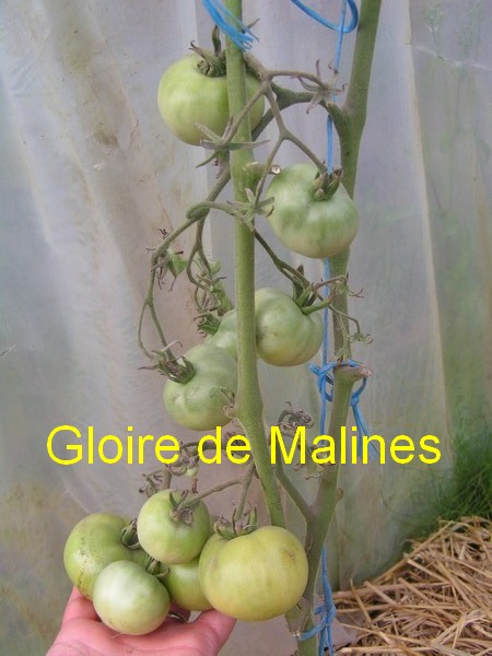 Gloire de Malines