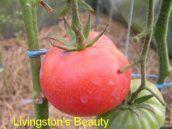 Livingston's Beauty