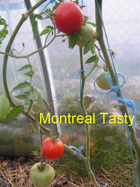 Montreal Tasty