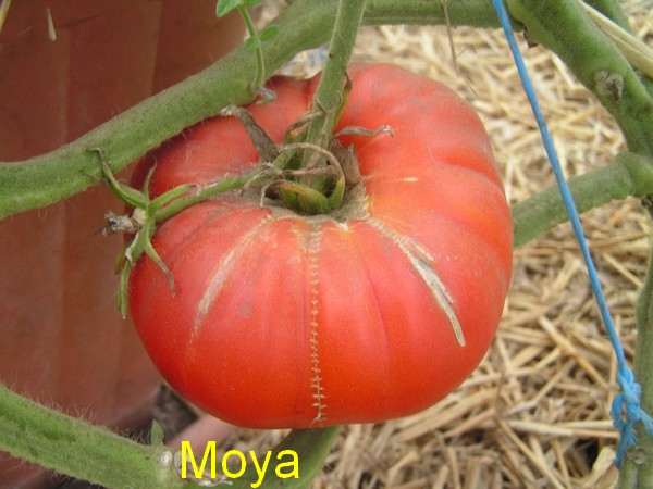 Moya
