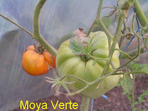 et Moya Verte qui apparait Jaune !