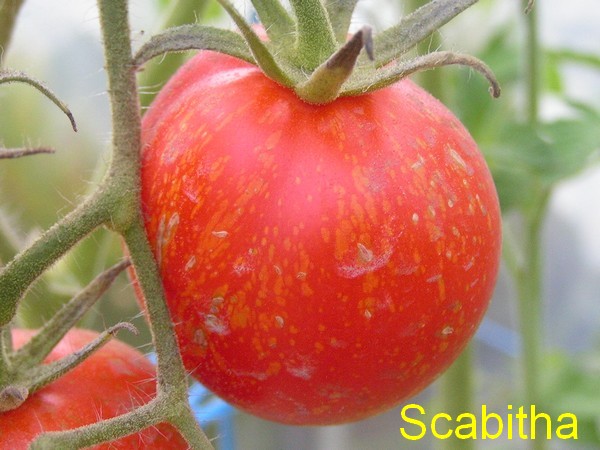 Scabitha