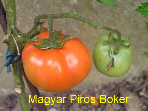 Magyar Piros Boker