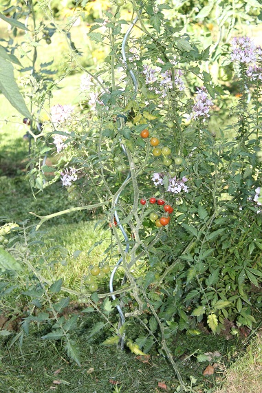 Barbaniavka 2708.JPG