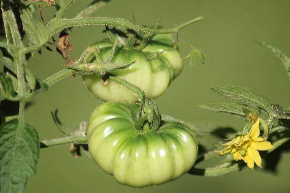 Purple calabash fruit 0109.JPG