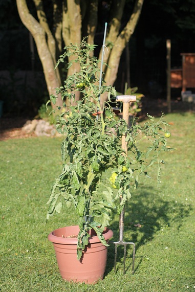 Absinthe POT 0109.JPG