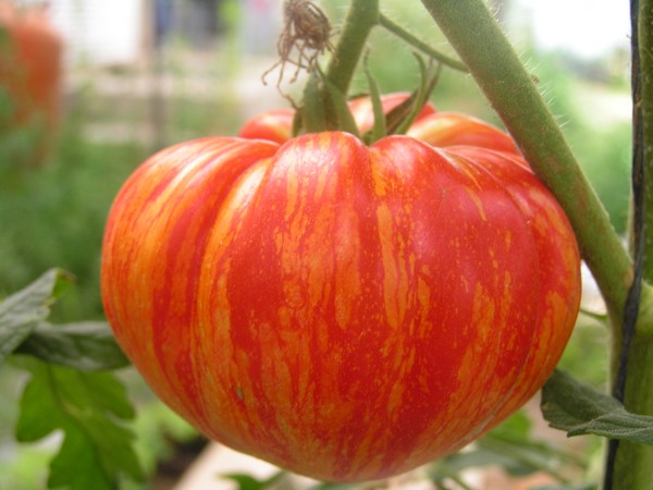 tomatologue_4.jpg
