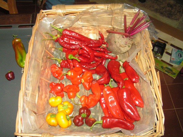 tomatologue_7.jpg