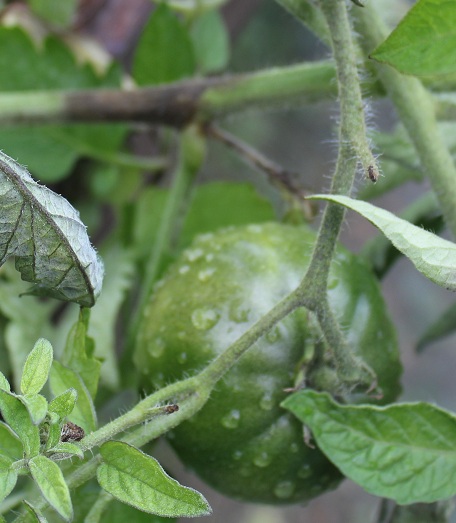 Mildiou branche 1309.JPG