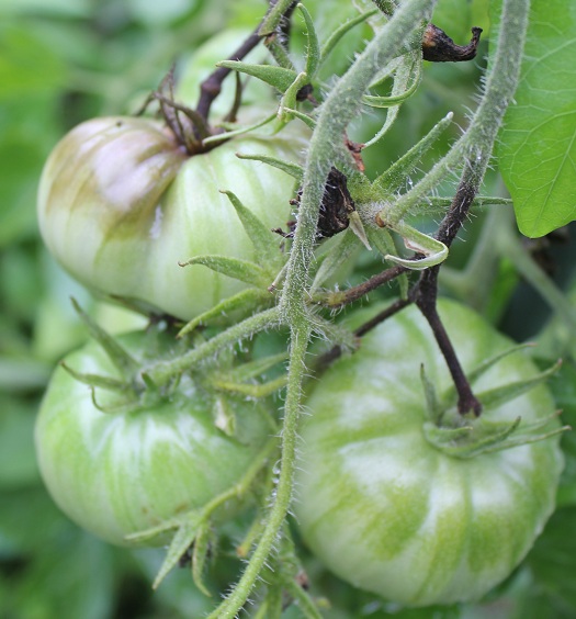 Mildiou Beauté 1309.JPG