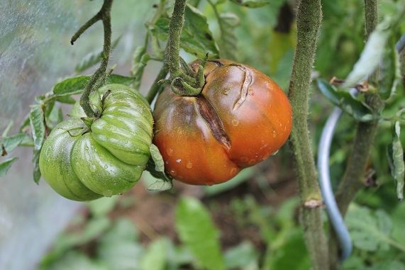 Brandywine black 1309.JPG