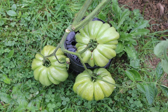 Fleur de Réagir 1309.JPG