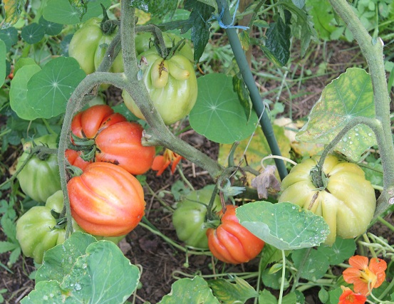 Coeur albenga 1309.JPG