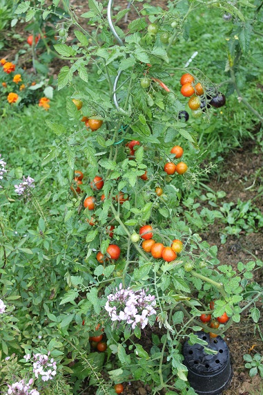 Tel Aviv Train 1309.JPG