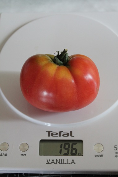 Chinoise rose occ 1109.JPG