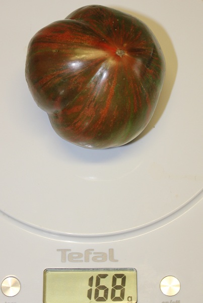 Chocolate stripe 1309.JPG