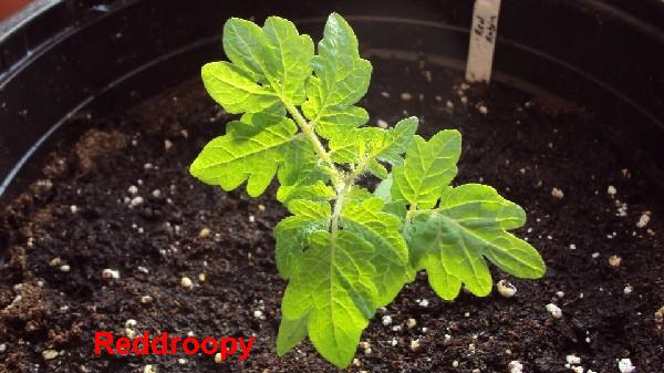 red robin_bureau_22032010.JPG