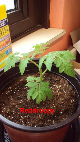 Red Robin_bureau_020410.JPG