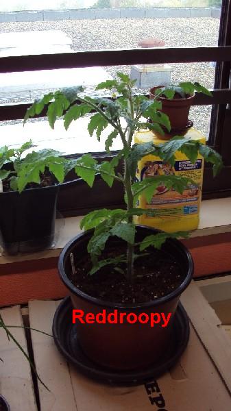 Red Robin_20042010.JPG