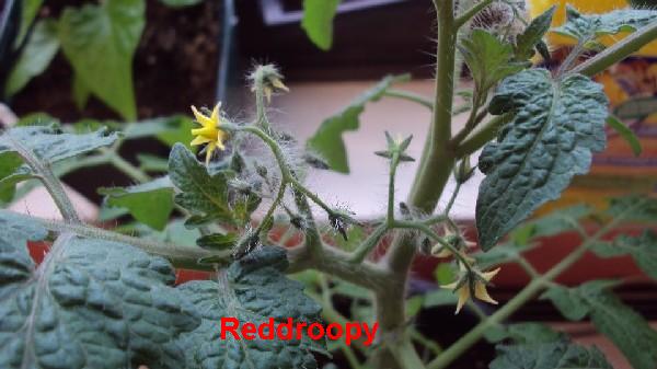 Red Robin_20042010_2.JPG