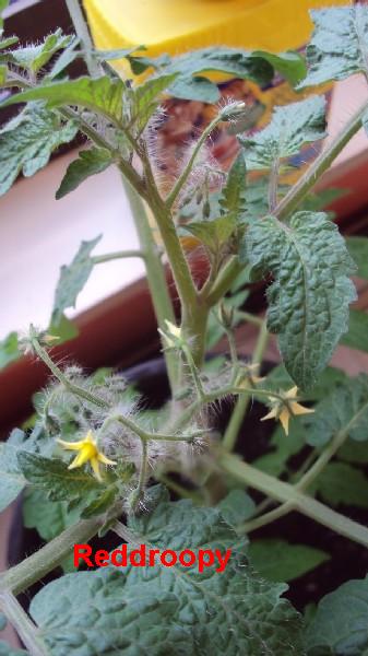 Red Robin_20042010_3.JPG