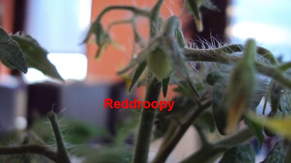 Red Robin_buro_260410_1.JPG