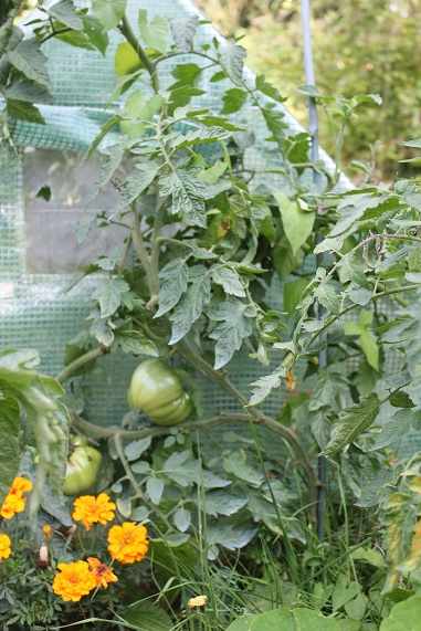 Ananas bicolore 1709.JPG