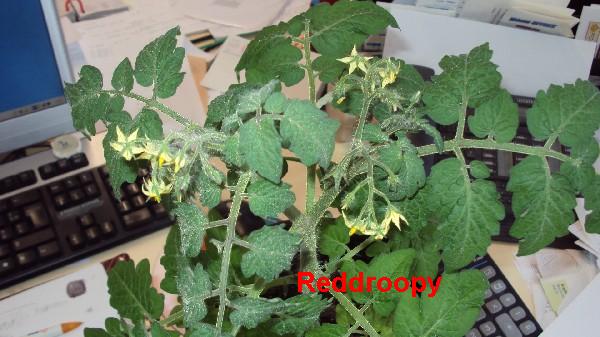 Red Robin_buro_260410_2.JPG