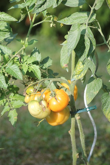 Summer cider apricot 1709.JPG
