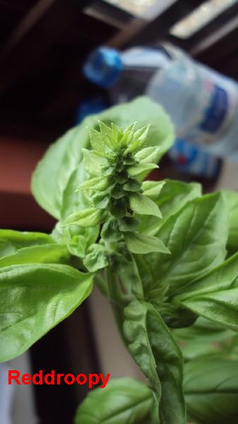 Basilic_100510_1.JPG