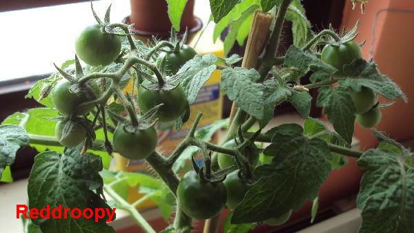 Red Robin_100510_1.JPG