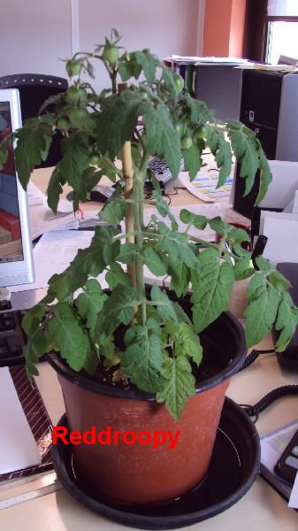 Red Robin_100510_2.JPG