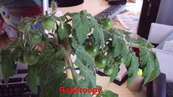 Red Robin_100510_3.JPG