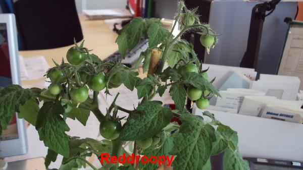 Red Robin_100510_4.JPG