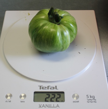 Green zebra 2109.JPG