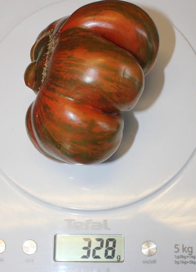 Chocolate stripe 2109.JPG