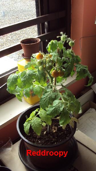 Red Robin_270510_4.JPG