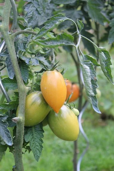 Orange banana 2109.JPG