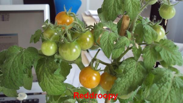 Red Robin_270510_3.JPG