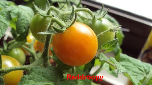 Red Robin_270510_1.JPG